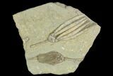 Two Fossil Crinoids (Scytalocrinus & Macrocrinus) - Indiana #122981-1